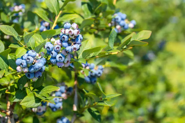 How to get a blueberry bush to fruit: top tips from experts for big berry harvest 