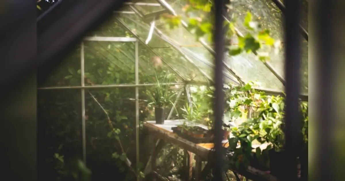 Featured image for Protect Your Investment: Essential Tips For Preserving Plants In Your Greenhouse