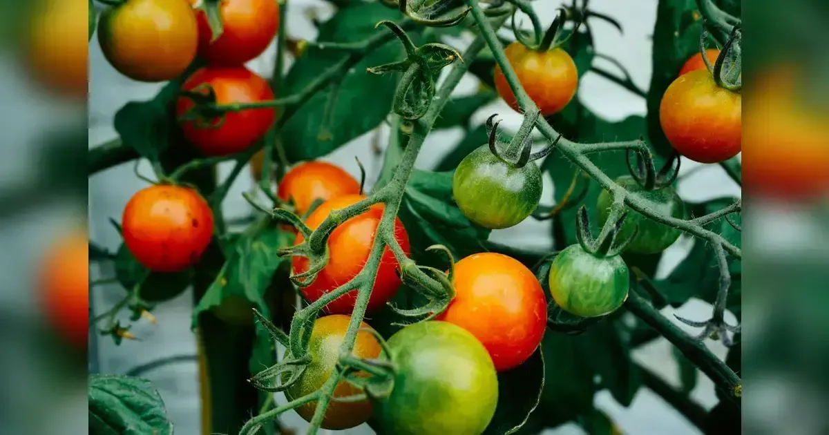 Featured image for When Is The Best Time To Pick Tomatoes?