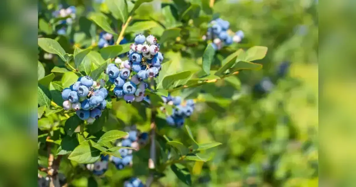 Featured image for How To Get A Blueberry Bush To Fruit: Top Tips From Experts For Big Berry Harvest