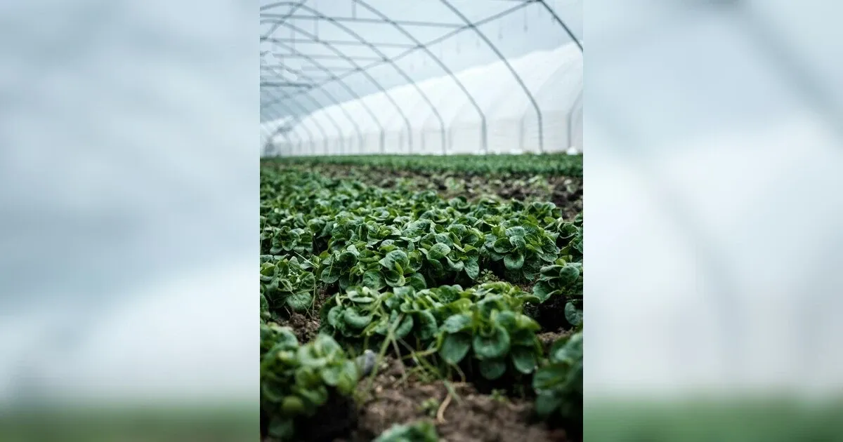 Featured image for A Greener Future? The Discussion Of Urban Agriculture