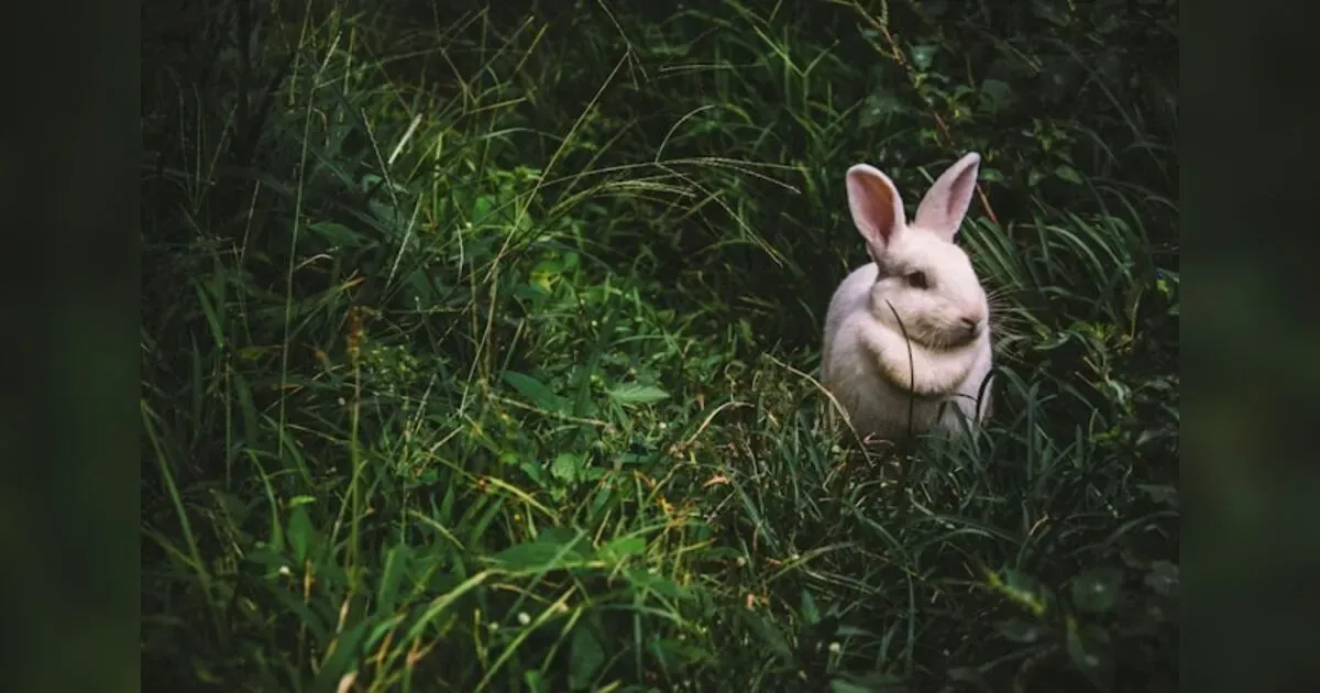 Featured image for Rabbitry For Urine