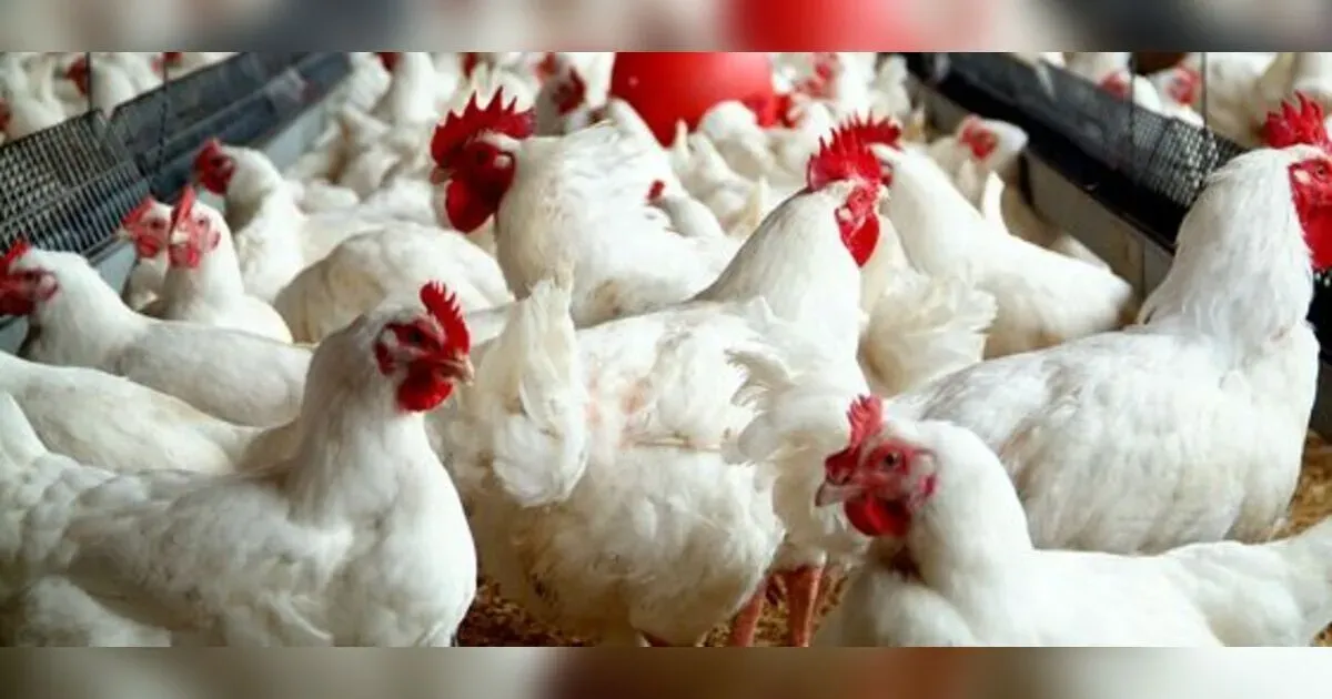 Featured image for Starting Your Own Poultry Farming Business