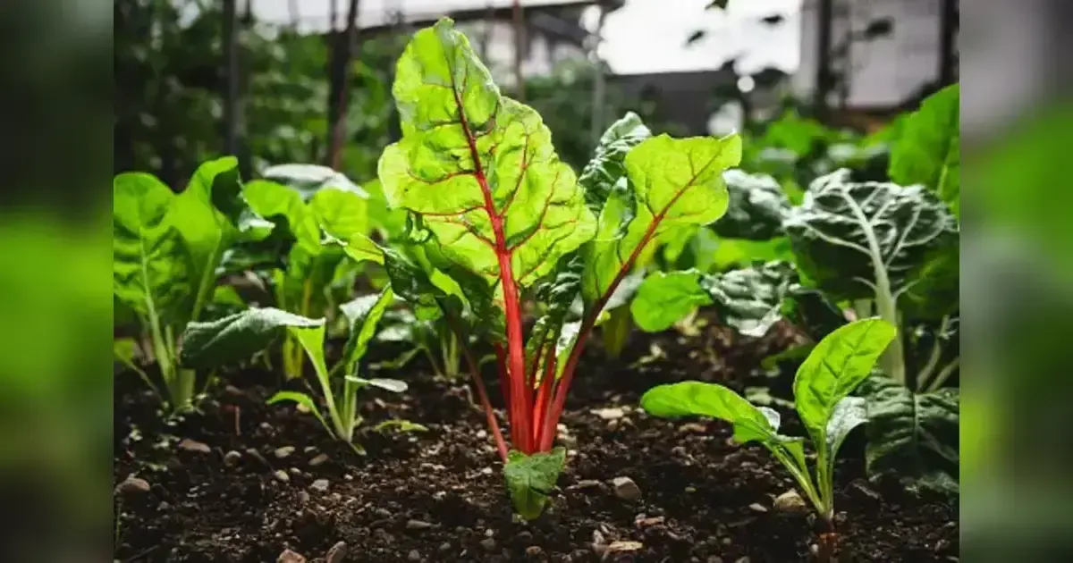 Featured image for Tips For New Gardeners: Grow Fresher, Tastier Vegetables Than Ever Before